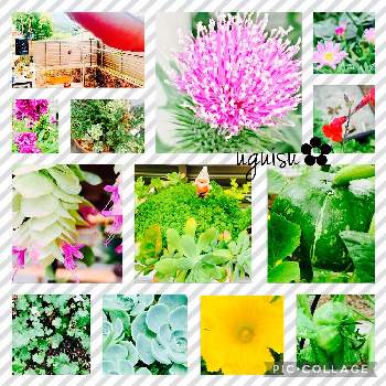 ミニかぼちゃ❣️の画像 by UGUISU☺︎さん | 小さな庭と多肉植物とオレガノケントビューティ☆とミニかぼちゃ❣️と多肉女子と和染十二単　京紫♡とタニラ－と今朝のかわいい子たち♡