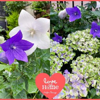 トルコキキョウ 白の投稿画像一覧 Greensnap グリーンスナップ