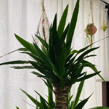 ユッカ エレファンティペスの投稿画像一覧 Greensnap グリーンスナップ