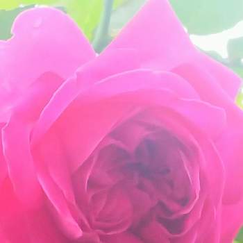 ツルバラの画像 by m_m77さん | 小さな庭とバラとツルバラとマダムイザークぺレールとばら バラ 薔薇とピンクの花とシェードガーデンと癒しとピンク❤︎ピンクとナチュラルガーデンとおうち園芸と小さな庭♡とピンクと小庭❤️と小さな幸せ♡と可愛いと小さな小さな庭と花のある暮らしとバラ・ミニバラと小さな幸せ