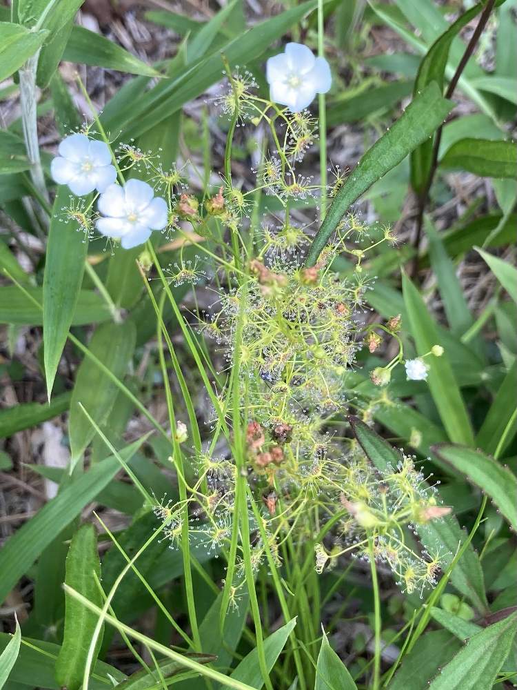 イシモチソウ 石持草 の投稿画像 By Kunimaruさん 食虫植物とモウセンゴケ科と準絶滅危惧種と湿地植物と白い小さい花ともうすぐ梅雨明け と愛知県森林公園 21月7月6日 Greensnap グリーンスナップ