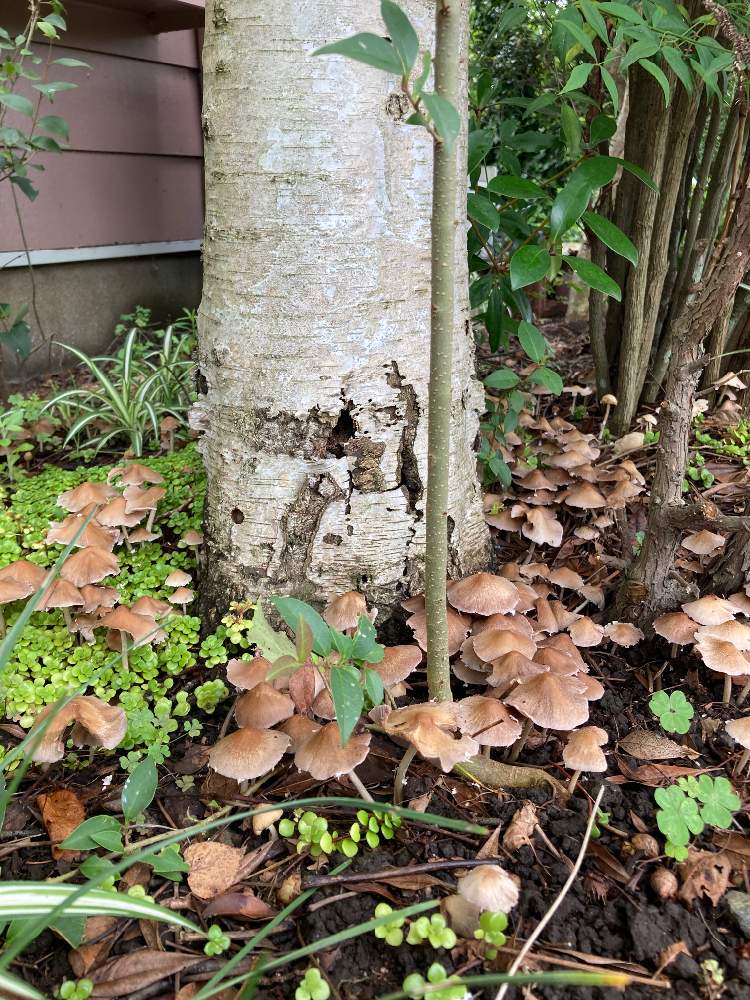 セダムの投稿画像 By Mi Waさん オリヅルランと謎のキノコ と白樺の幹とmy Garden 21月7月6日 Greensnap グリーンスナップ