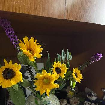 ソケイの投稿画像一覧 Greensnap グリーンスナップ