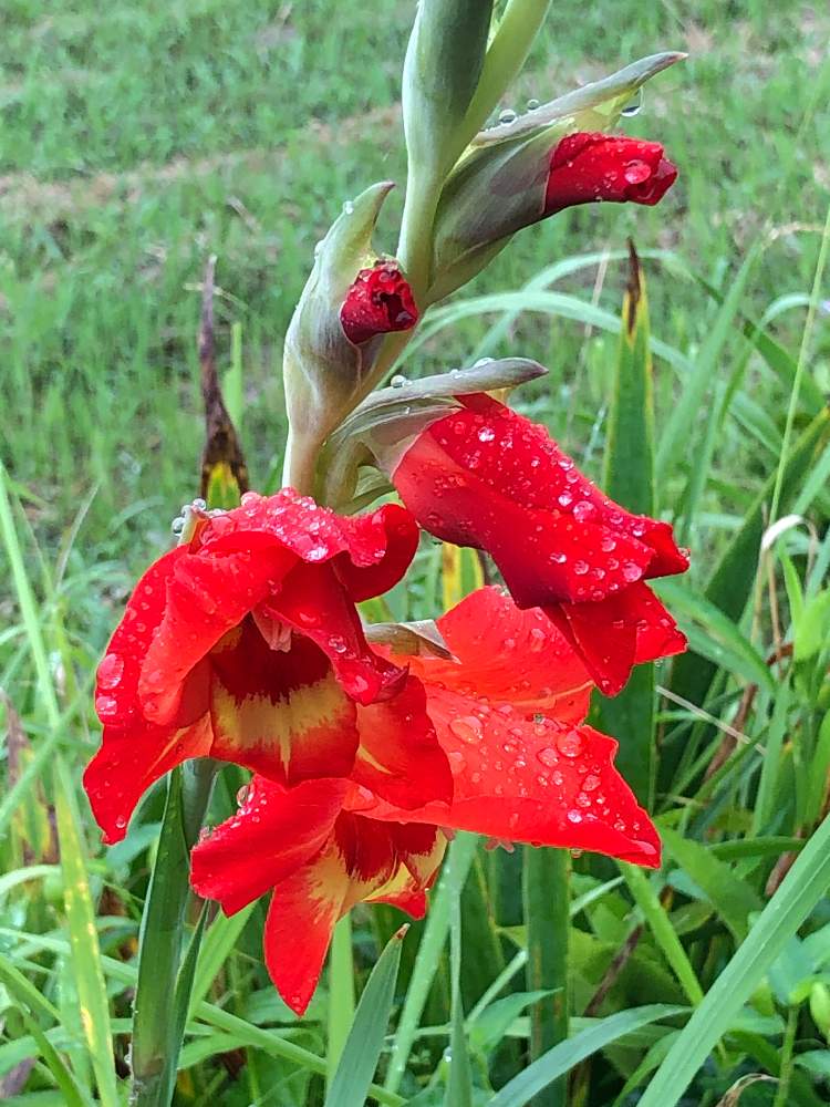 グラジオラスの投稿画像 By ケントさん あっ火曜日と花曜日と散歩と赤い花と真っ赤な火曜日と道端と球根植物とあっ火曜日と花曜日と散歩と赤い花と真っ赤な火曜日と道端と球根植物 21月7月6日 Greensnap グリーンスナップ Greensnap グリーンスナップ