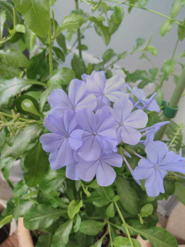 ルリマツリの挿し木にチャレンジ!｜🍀GreenSnap（グリーンスナップ）