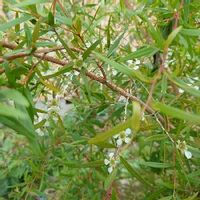 レモンティーツリーの育て方 苗の植え方は 虫除けになるって本当 Greensnap グリーンスナップ