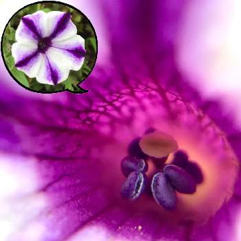 あふれ咲きペチュニア ブルーベリージャムの画像 by shizukuさん | あふれ咲きペチュニアとあふれ咲きペチュニア ブルーベリージャムとペチュニアと紫色の花と100均マクロレンズとCAINZと火曜はマクロの発表会