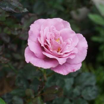 バラ エンジェルフェイスの投稿画像一覧 Greensnap グリーンスナップ