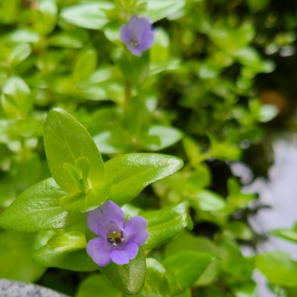 ビオトープの投稿画像 By たっちゃんさん ベランダの花とベランダにて 21月7月6日 Greensnap グリーンスナップ