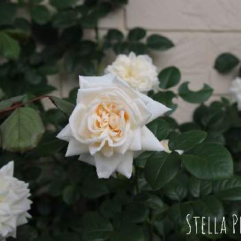 WHITEの画像 by ステラさん | バルコニー/ベランダとバラ　サマーメモリーズとばら バラ 薔薇とツボミと白薔薇.とバラのある暮らしと小さな幸せ♡と可愛いとかわいいとWHITE