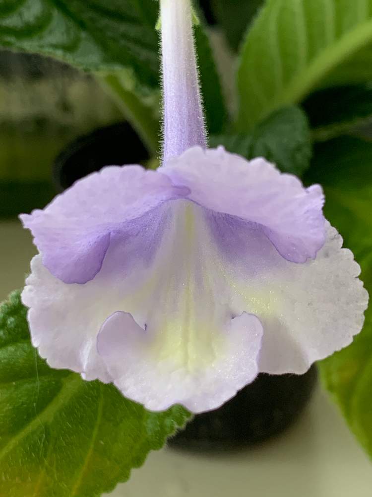 ストレプトカーパスの投稿画像 By Meteorさん 窓辺とイワタバコ科と赤穂ジェスネリアードとイワタバコ科と赤穂ジェスネリアード 21月7月6日 Greensnap グリーンスナップ Greensnap グリーンスナップ