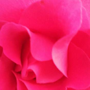 トルネードの画像 by 風の駅さん | 広い庭とあっ火曜日とつるうらら・薔薇と花曜日とトルネードとサンダル履き撮影とFinepix S2500HD撮影と真っ赤な火曜日と火曜はマクロの発表会とばら バラ 薔薇