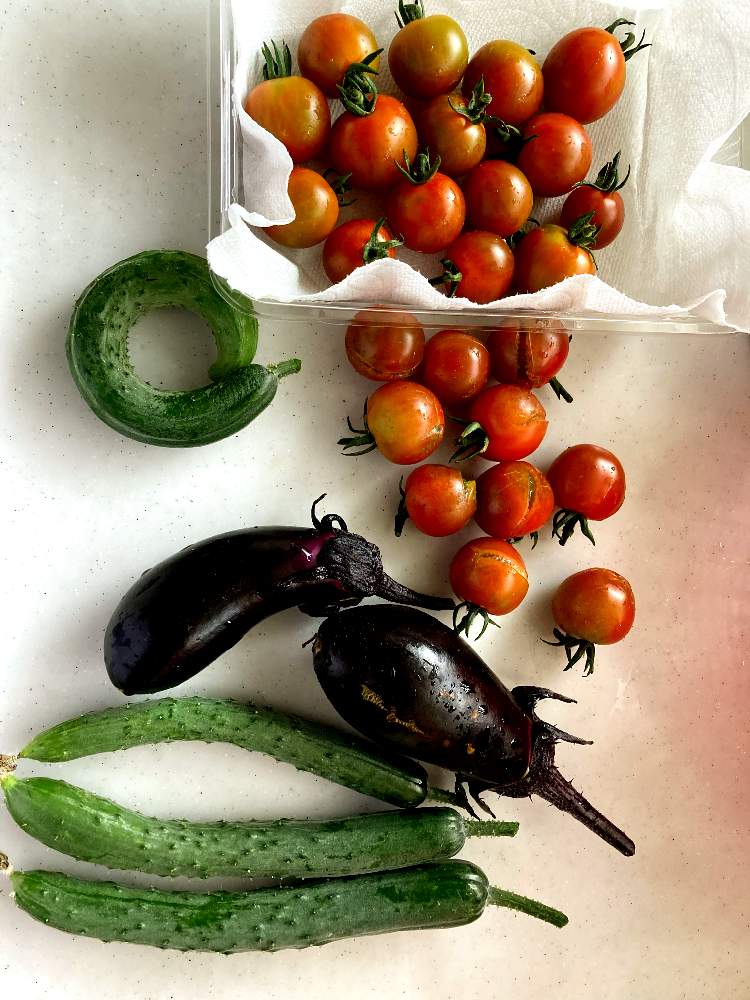 茄子の投稿画像 By かんみ さん きゅうりとトロトロステーキ茄子と割れてるミニトマトと早めに採ったミニトマトと家庭菜園と植物のある暮らしと野菜収穫と野菜作りは難しい 21月7月6日 Greensnap グリーンスナップ