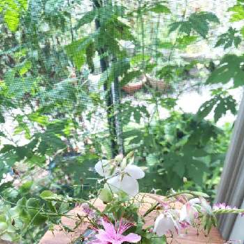 ガウラ♪の画像 by あななさん | 窓辺と花のある空間と白蝶草 ガウラと小さな小さな花とピンクの花とオレガノ♪と かすみ草とネジバナ♪と花のある暮らしと白色の花とグリーンとガウラ♪