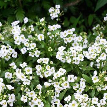 アリッサム スノークリスタルの画像 by mameまめ♪さん | 小さな庭とアリッサム スノークリスタルとマイガーデンと花すきとアリッサムスノークリスタルと白いお花とガーデニングとアリッサム♡