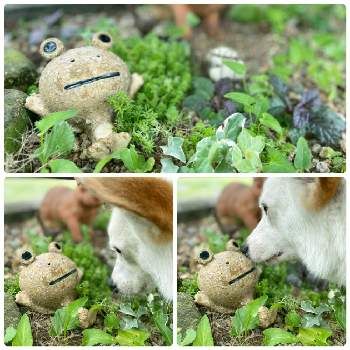 犬と植物の画像 by mahosihoさん | アプローチと6日はカエルの日とおじゃま虫とかえるの置物と置物と庭木の下と犬と植物