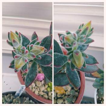 モケモケちゃん の投稿画像一覧 Greensnap グリーンスナップ