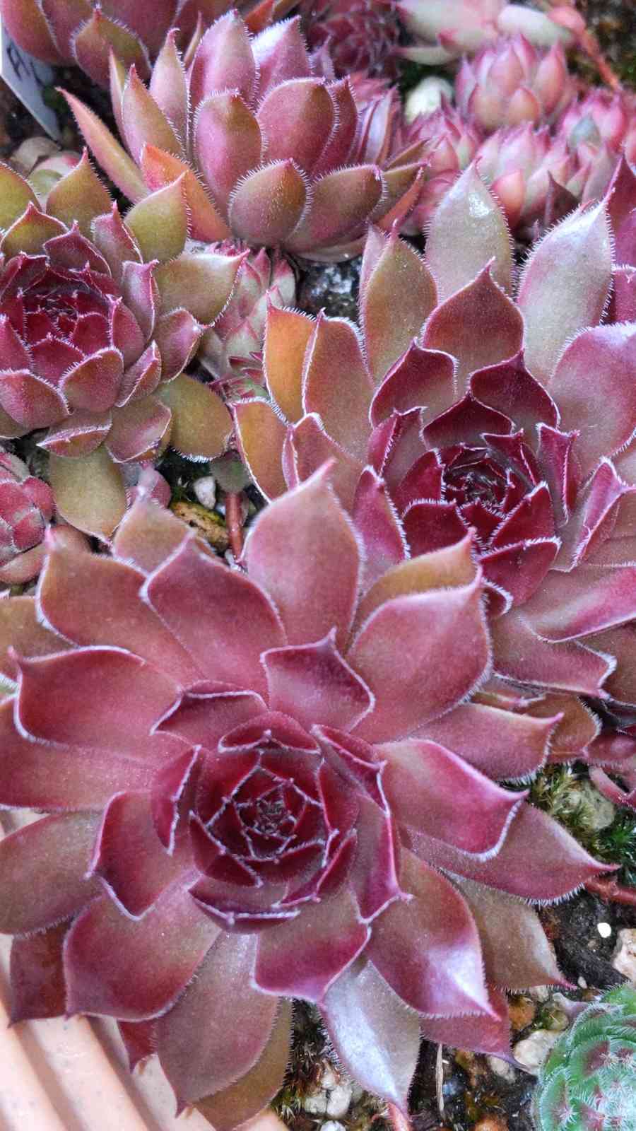 センペルビウム・シルベリウムの一覧｜🍀GreenSnap（グリーンスナップ）