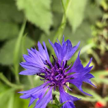 矢車草の投稿画像一覧 Greensnap グリーンスナップ