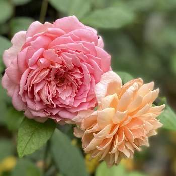 グレイスの画像 by kyonekoさん | 小さな庭とグレイスとジュビリーセレブレーションと薔薇愛同盟とお気に入りとバラ大好きと大好きとナチュラルガーデンとおうち園芸とバラ鉢植えと2021 GSでバラ園とイングリッシュ・ローズと可愛いと花のある暮らしとロザリアンとER
