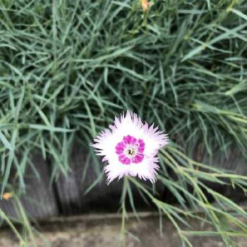 タツタナデシコの投稿画像一覧 Greensnap グリーンスナップ