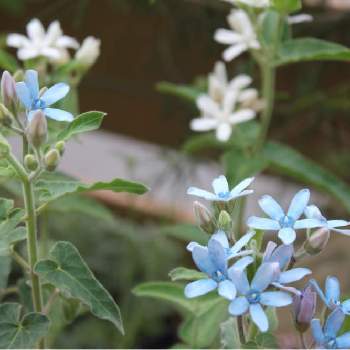 チーム・ブルーNo.080の画像 by りょうさん | 小さな庭とチーム・ブルーNo.080とりょうの小さな庭と青い夏の花マニアと青い小さな花マニアと夏のお花と花のある暮らしと青い花マニアとチーム・ブルーと(祝)青い花マニア20000pic