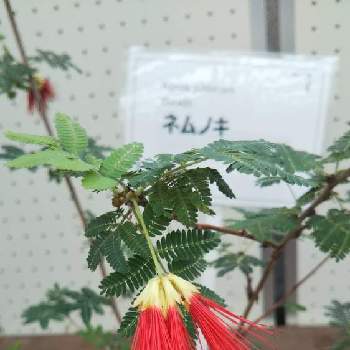 ネムの木 の投稿画像一覧 Greensnap グリーンスナップ