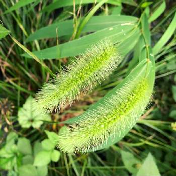 猫じゃらしの投稿画像一覧 Greensnap グリーンスナップ