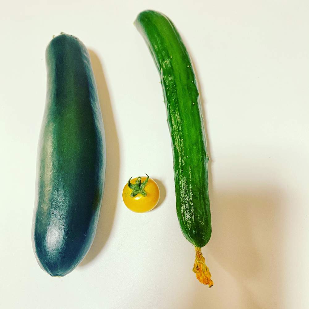 ズッキーニの投稿画像 By そらみんさん ミニトマト シュガーオレンジときゅうりと実り楽しみと水やりとプランター と家庭菜園と家庭菜園料理とおうちde菜園と肥料 21月7月6日 Greensnap グリーンスナップ