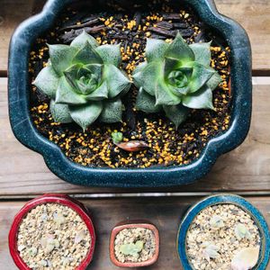 大和錦,銀明色,フリッドアイベス,多肉植物,鉢植えの画像