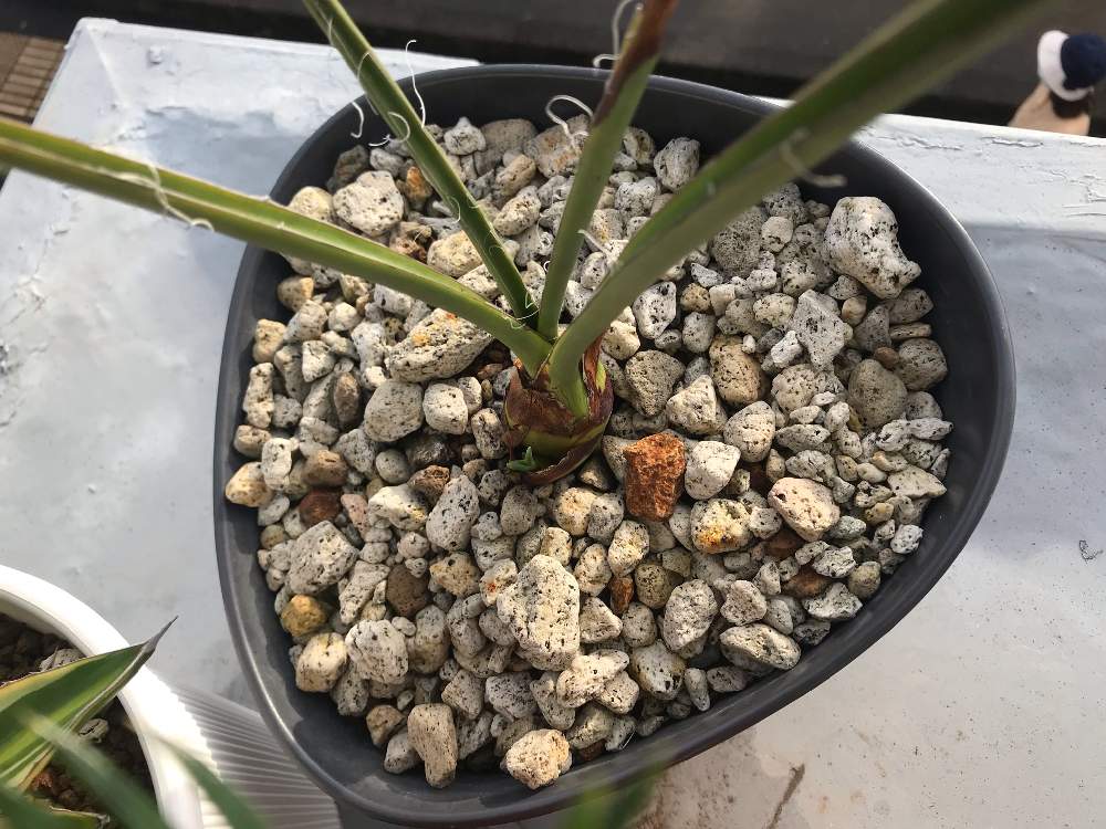 都内で ユッカ 良形 観葉植物 美種 植物 観葉植物 Oceanrepublicbrewing Com 都内で ユッカ 良形 観葉植物 美種 植物 観葉植物 Oceanrepublicbrewing Com