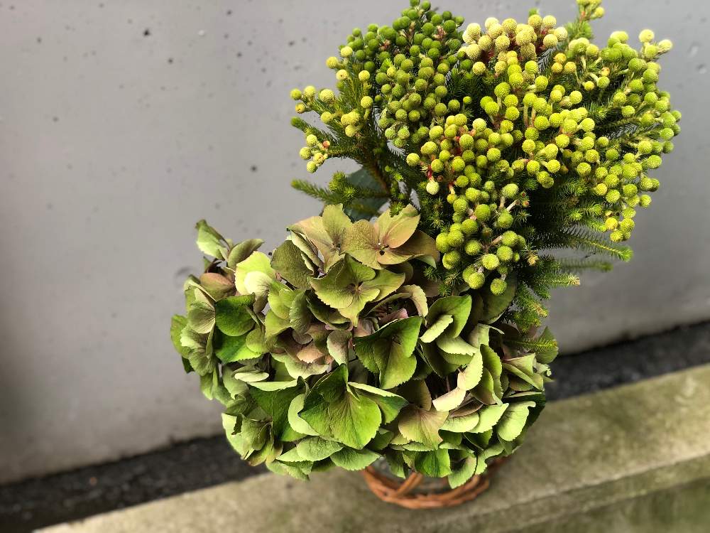 バーゼリア ガルピニの投稿画像 By 空花 くうか さん A Mガーネットパープル 21月7月6日 Greensnap グリーンスナップ