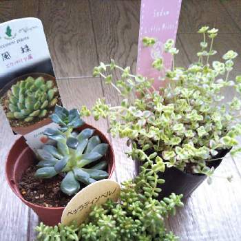 風緑の投稿画像一覧 Greensnap グリーンスナップ