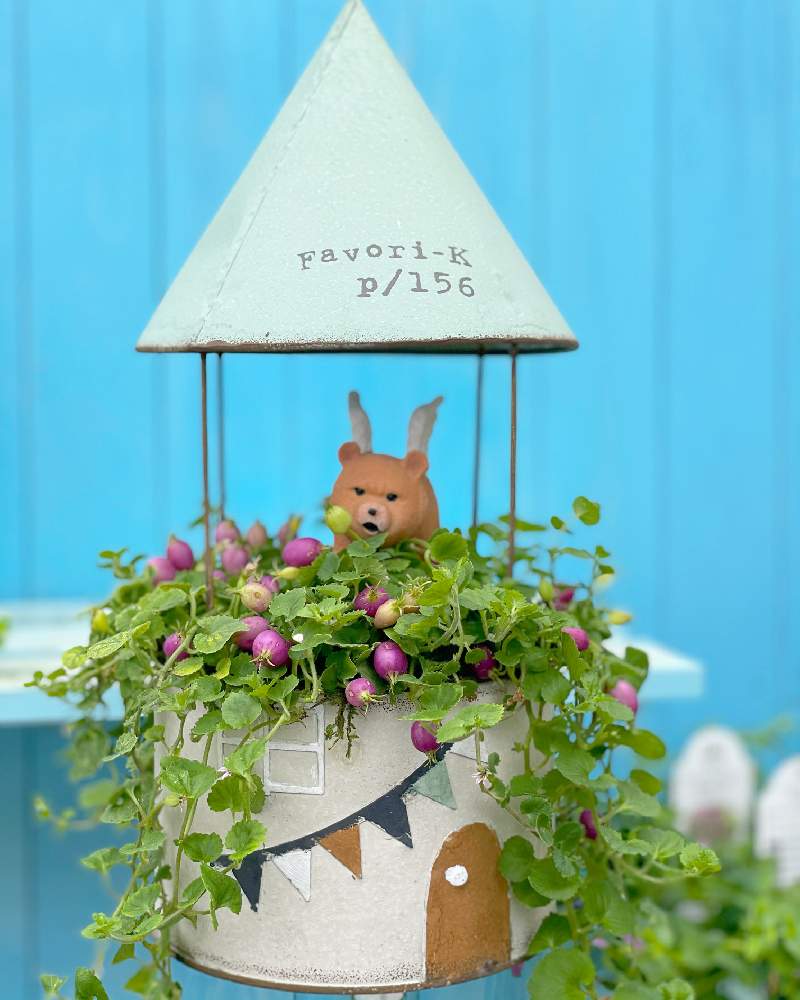 パープルクランベリーの投稿画像 By フラワーウッドさん ガーデン雑貨と初夏に作った寄せ植え21と花鉢と寄せ植えとフラワーウッドと花壇とガーデニングショップとgs映えとgs日和とおうち園芸と佐賀県とガーデニングと花のある暮らしとお庭とバルコニスト 21月7月6日