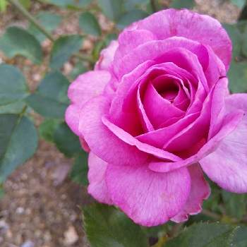 可愛い薔薇の画像 by loveloveさん | 小さな庭と ハッピーとピンクの薔薇と可愛い〜♡と小さな喜びとピンクのお花と小さな幸せ♡と可愛い薔薇と優しい気分と可愛いと華麗な薔薇