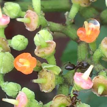 ビンボウカズラの投稿画像一覧 Greensnap グリーンスナップ