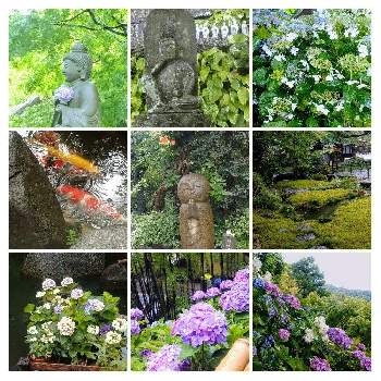 鎌倉 長谷寺の投稿画像一覧 Greensnap グリーンスナップ