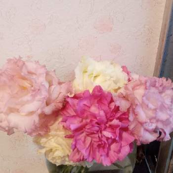 八重トルコききょうの投稿画像一覧 Greensnap グリーンスナップ