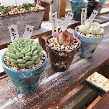 多肉販売千葉の投稿画像一覧 Greensnap グリーンスナップ
