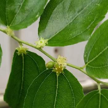 ナツメの花の投稿画像一覧 Greensnap グリーンスナップ