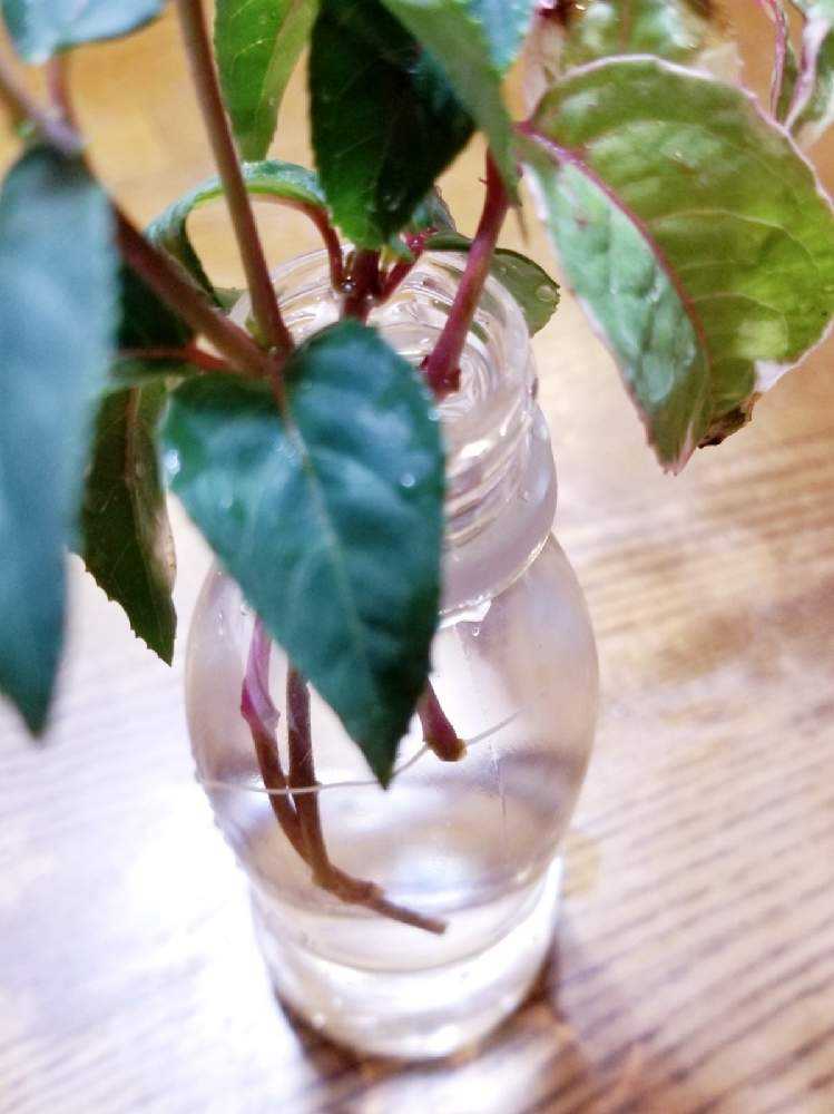 夏用挿し穂 梅雨時に最適〜 挿し芽＊挿し木🌱｜🍀GreenSnap（グリーンスナップ）