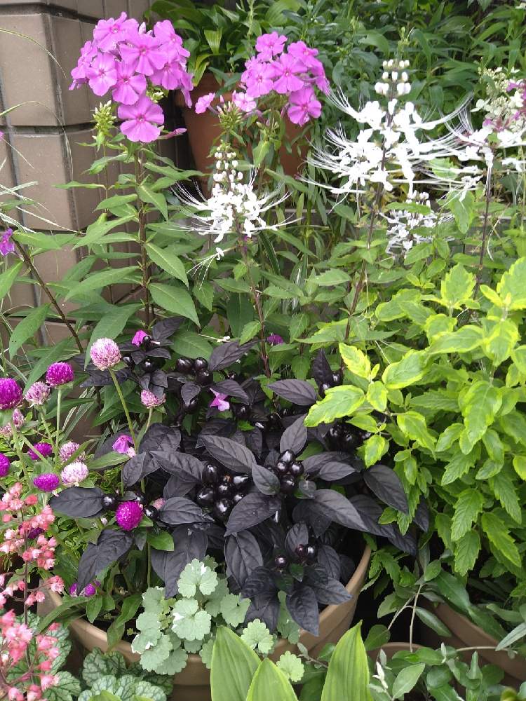 千日紅の投稿画像 By Kayaさん 宿根フロックスとブラックパールとネコのヒゲとカリオプテリス ダンギクの仲間 21月7月6日 Greensnap グリーンスナップ