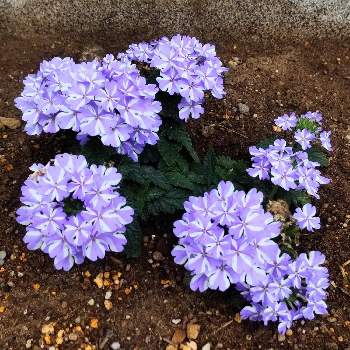 バーベナ 〈スーパーベナ〉の画像 by eryさん | バーベナ 〈スーパーベナ〉とご近所さんのお庭の花とイングリッシュコッカー・エリーの散歩道と水曜日は水色と青い花で納涼祭2021と青い花マニア