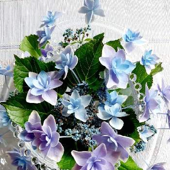 紫陽花 コンペイトウ ブルーの投稿画像一覧 Greensnap グリーンスナップ