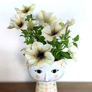 ペチュニア カプチーノの投稿画像一覧 Greensnap グリーンスナップ