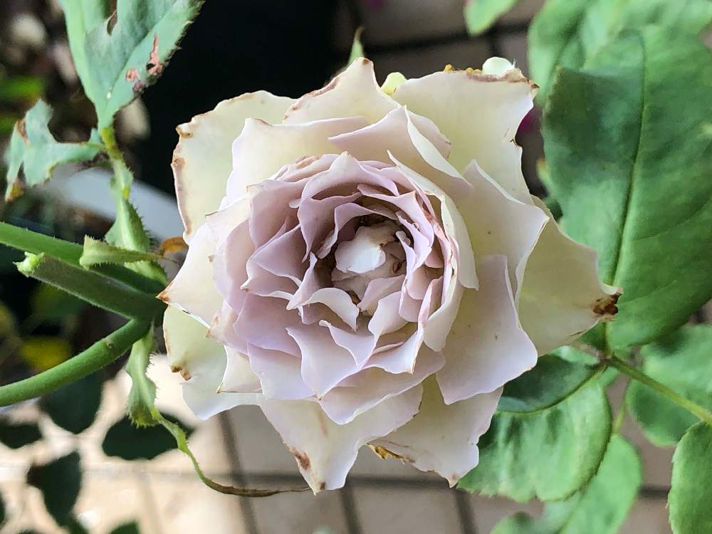 切り花種 ラピスヴェールの投稿画像 By うふふさん うふふの薔薇21と水曜ローズショーと薔薇に魅せられてとうふふの切花品種の薔薇と星に願いを と森農園 切り花品種と花のある暮らしとばら 薔薇 バラとチーム愛知 21月7月7日 Greensnap グリーンスナップ 切り花種 ラピスヴェールの投稿画像 By うふふさん うふふの薔薇21と水曜ローズショーと薔薇に魅せられてとうふふの切花品種の薔薇と星に願いを と森農園 切り花品種と花のある暮らしとばら 薔薇 バラとチーム愛知 21月7月7日 Greensnap グリーンスナップ
