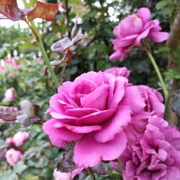 プラムパーフェクトの画像 by puttinさん | 小さな庭とプラムパーフェクトとばら バラ 薔薇と季節の花とおうち園芸とガーデニングとバラが好きと花のある暮らしとバラの地植えとロザリアン