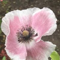 ヒナゲシ 雛芥子 の育て方 種まきや苗の植え付け時期は Greensnap グリーンスナップ ヒナゲシ 雛芥子 の育て方 種まきや苗の植え付け時期は Greensnap グリーンスナップ