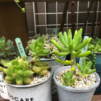 セダム八千代の投稿画像一覧 Greensnap グリーンスナップ
