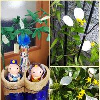 黒竹 クロチク の育て方 剪定時期や方法は 鉢植えでも育てられる Greensnap グリーンスナップ